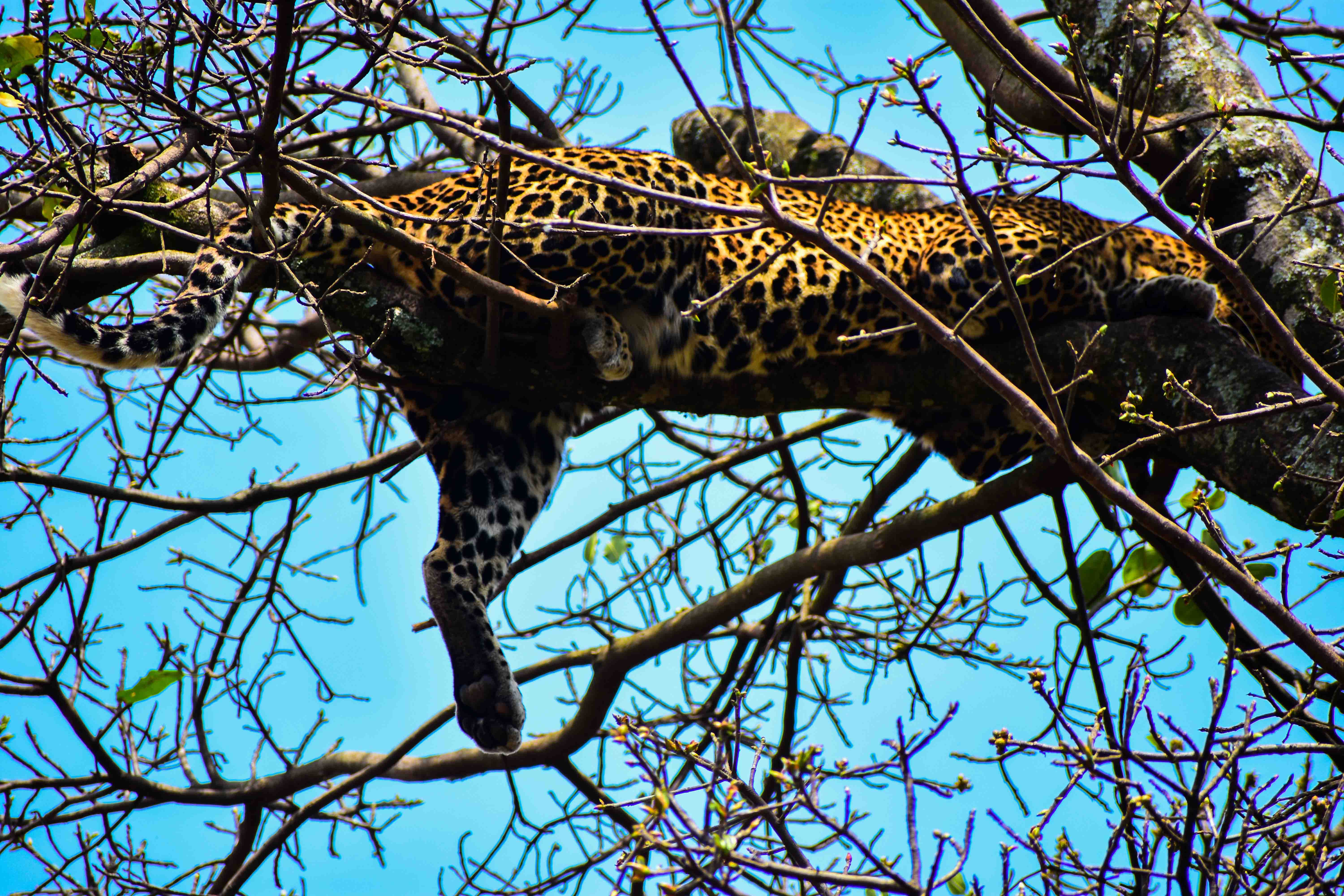 Leopard resting on tree branch